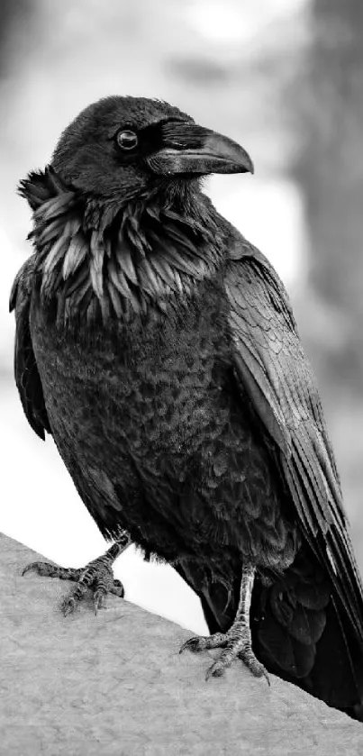 Majestic black crow perched, monochrome wallpaper.