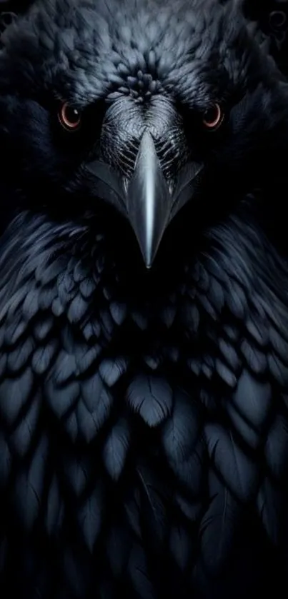 Close-up of a majestic raven on a dark background.