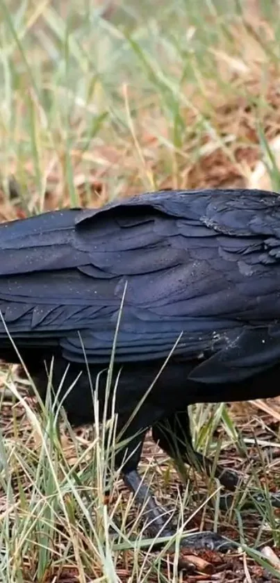 Raven with black feathers standing in green grass.