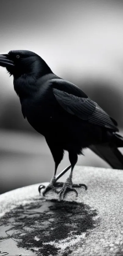 Black raven perched on a textured stone in monochrome style.