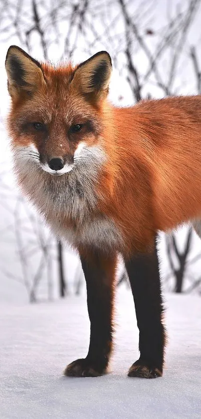 Red fox in snowy background mobile wallpaper.