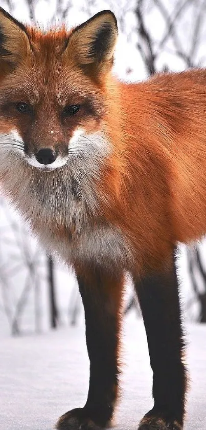 Orange and white fox standing in snow.