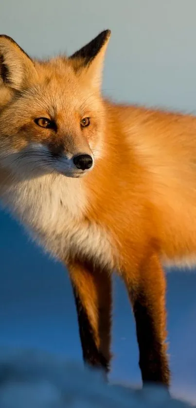 Majestic red fox standing against a soft blue background.