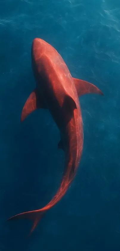 Overhead view of a red shark swimming in blue ocean depths.