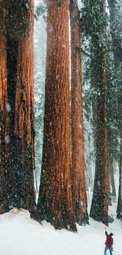 Person in red jacket standing among towering snowy redwood trees.