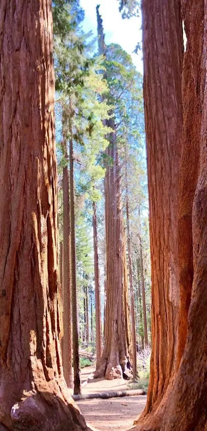 Majestic redwood forest view with towering trees.