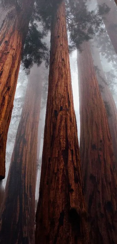 Majestic view of towering redwood trees in a tranquil forest setting.