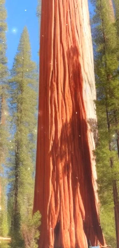 Majestic redwoods in a serene forest landscape.