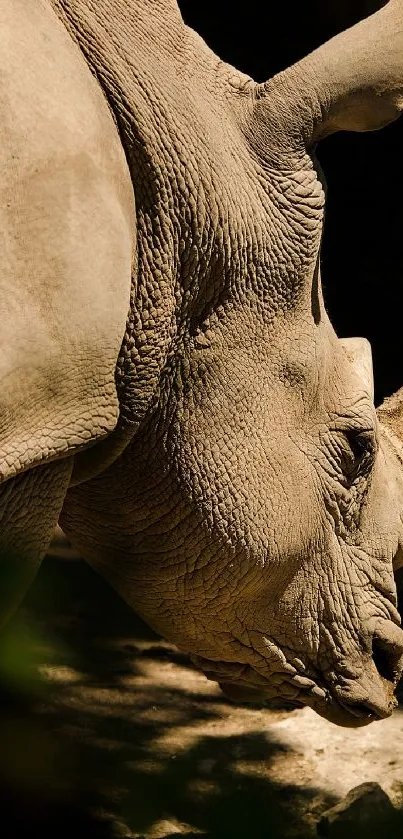 Close-up of a majestic rhinoceros in natural light.