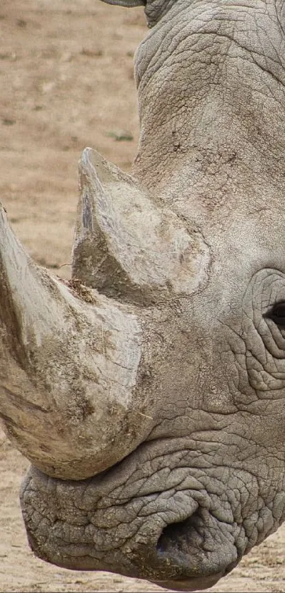 Close-up mobile wallpaper of a majestic rhino's detailed face and horn.