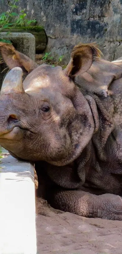 Resting rhinoceros in a peaceful nature setting.