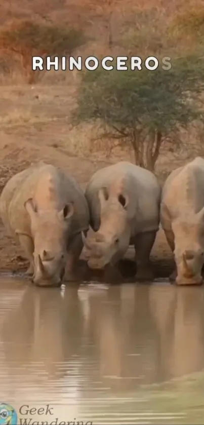 Three rhinos at a waterhole during sunset.