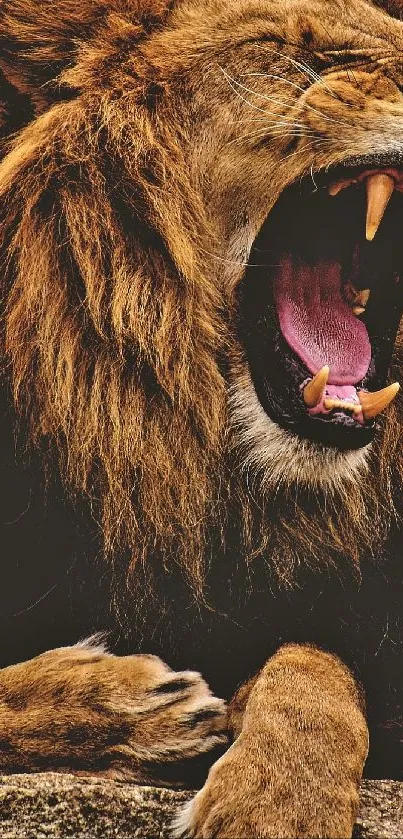 Roaring lion with open mouth and mane on mobile wallpaper.