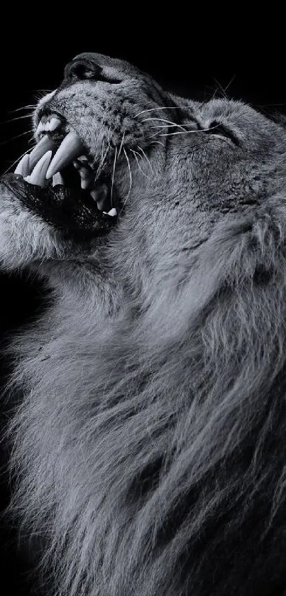 Black-and-white wallpaper of a roaring lion on a dark background.