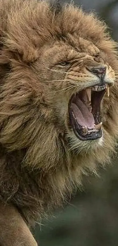 Roaring lion with a fierce expression against a natural background.