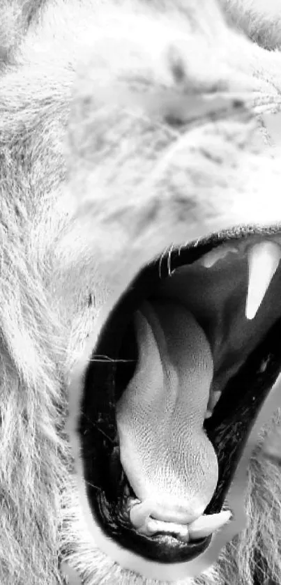 Black and white image of a roaring lion with open mouth.