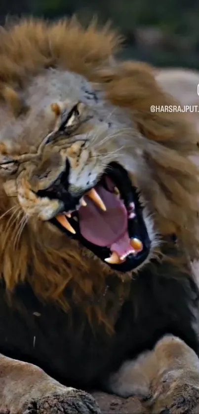 Close-up of a roaring lion, showcasing its majestic mane and fierce expression.