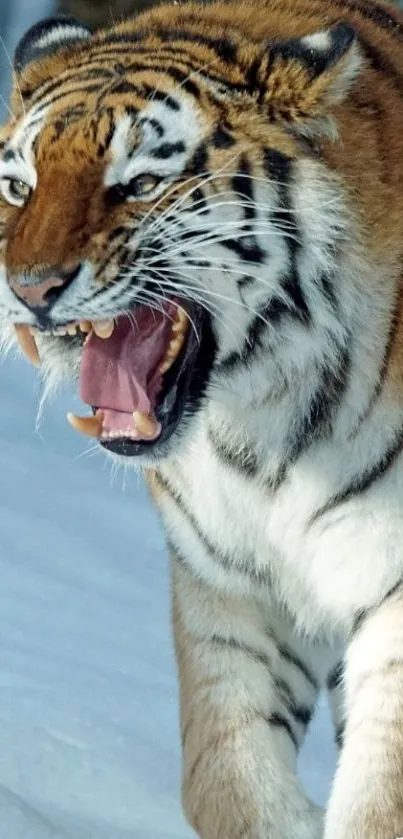 Roaring tiger on snowy terrain wallpaper.