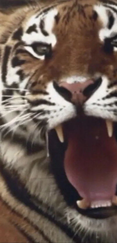 Close-up of a roaring tiger with open mouth and sharp teeth.