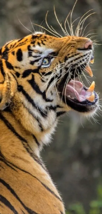 Majestic tiger roaring in the wild.