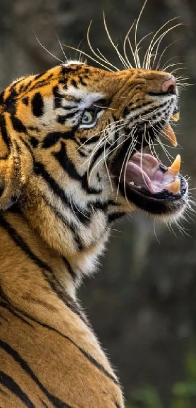 Roaring tiger with fierce expression in wildlife setting.