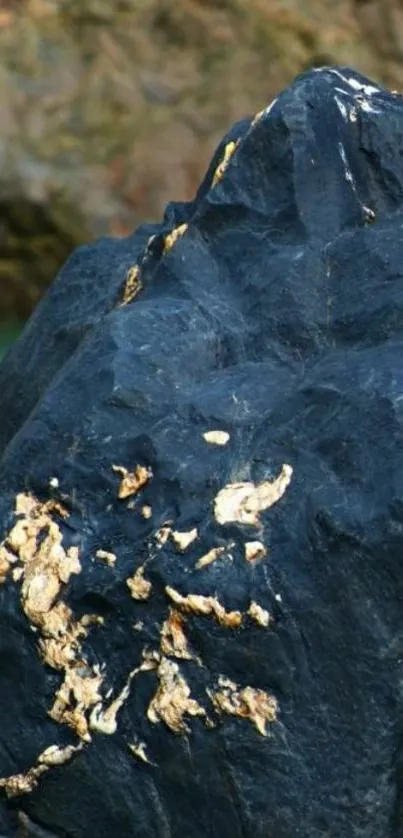 Dark slate rock at shoreline with natural texture.