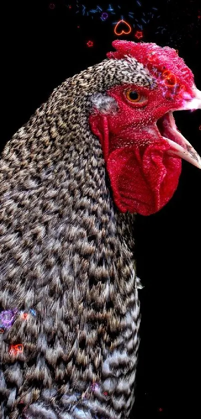 Majestic rooster with black background wallpaper.