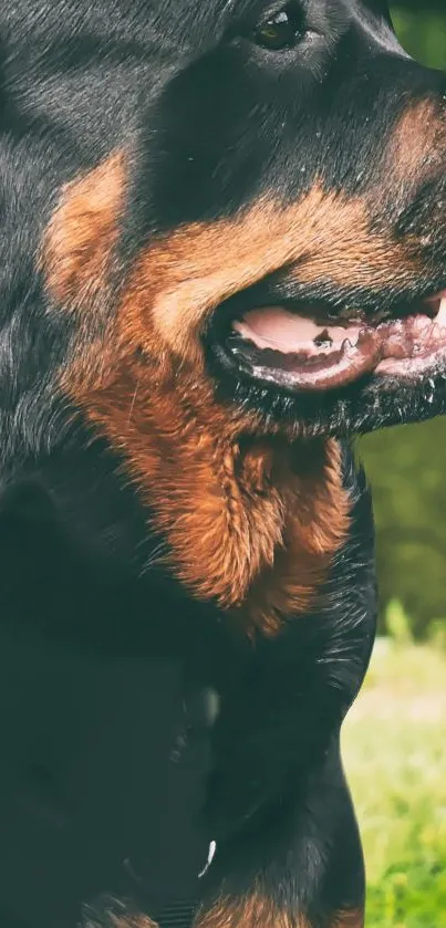 Close-up of a Rottweiler with a natural green background.