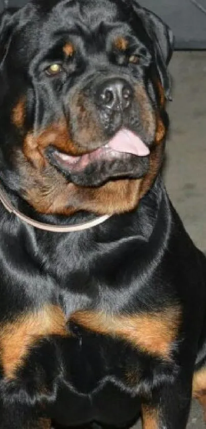 Majestic Rottweiler sitting with black and brown fur.