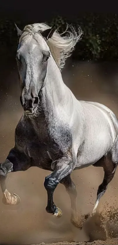 Majestic white horse galloping through dust.