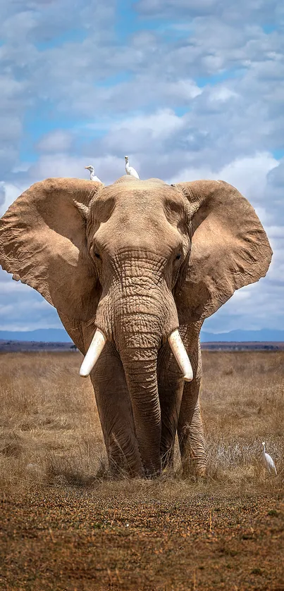 Majestic elephant standing in a vast safari landscape.