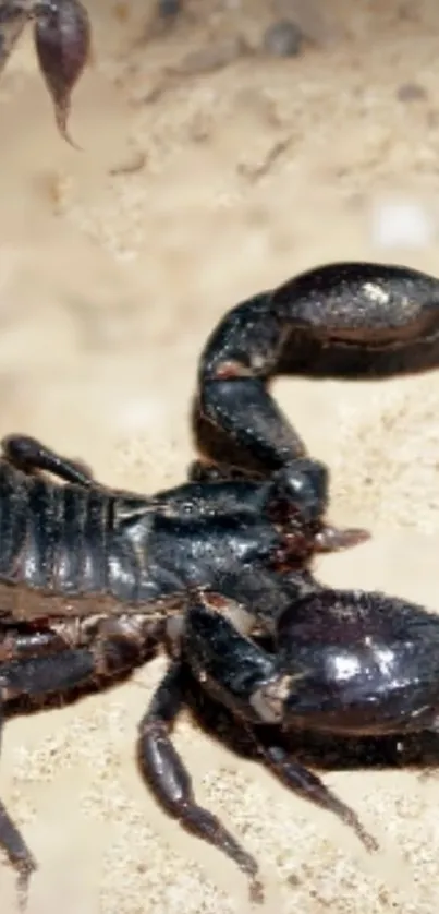 Close-up image of a scorpion on sand, showcasing detailed textures.