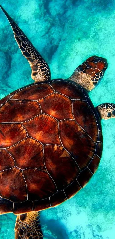 A sea turtle swimming in clear turquoise water, highlighting marine beauty.