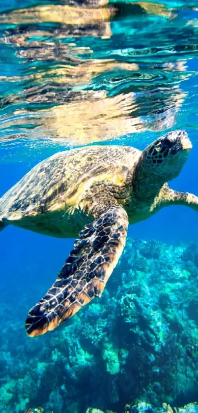 Sea turtle swimming in crystal clear blue ocean.