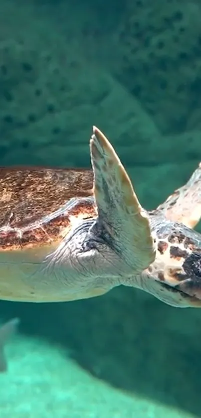 Majestic sea turtle gliding in tranquil turquoise waters.