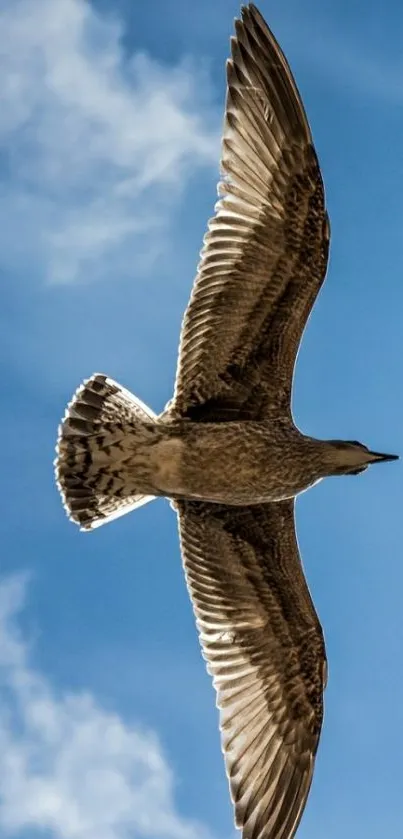 A seagull soaring gracefully against a bright blue sky.