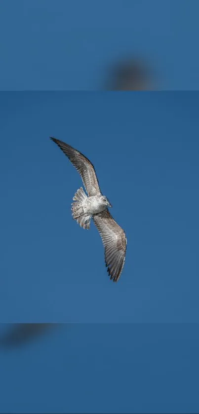 A seagull majestically flying against a clear blue sky in a serene backdrop.