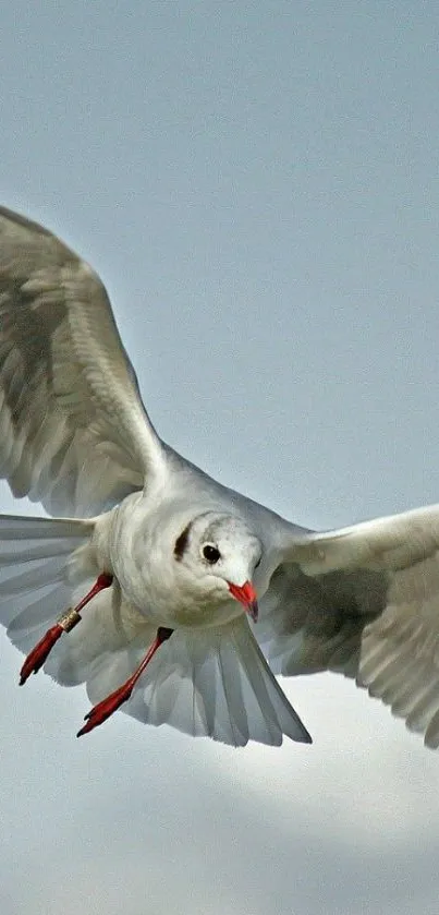 Seagull gracefully flying in a clear sky.