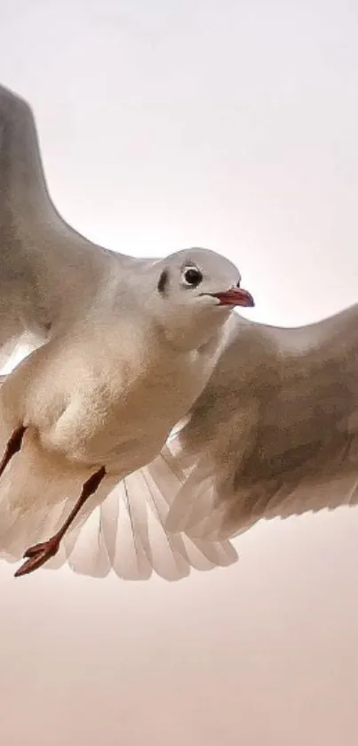 A graceful seagull in flight with soft light gray tones.