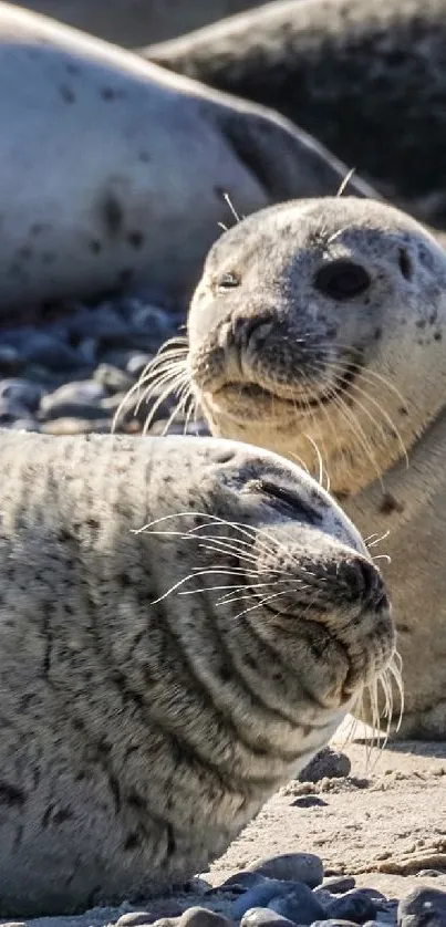 Majestic seals resting on a rocky beach.