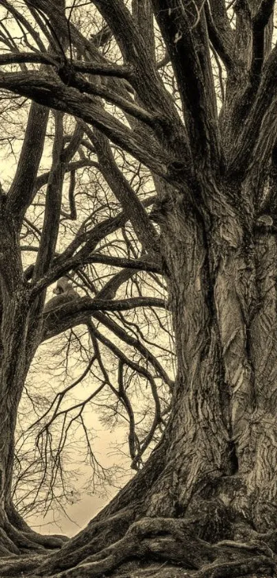 Sepia-toned majestic tree wallpaper enhancing tranquility.