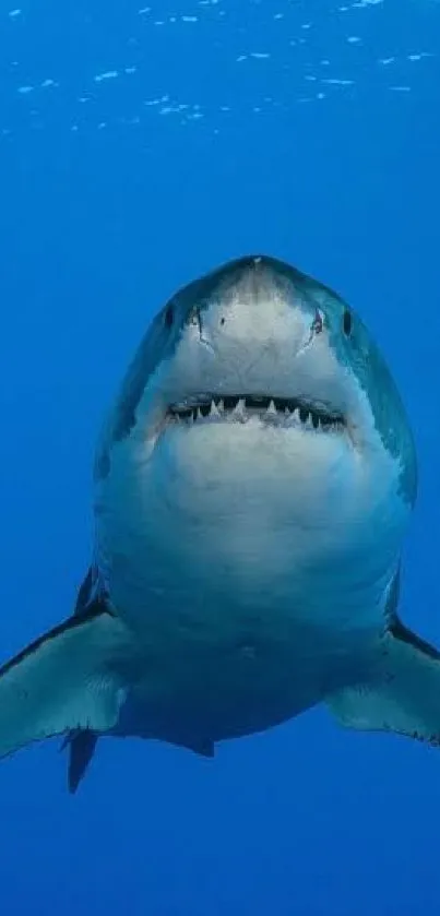 Great white shark swimming in serene blue ocean.