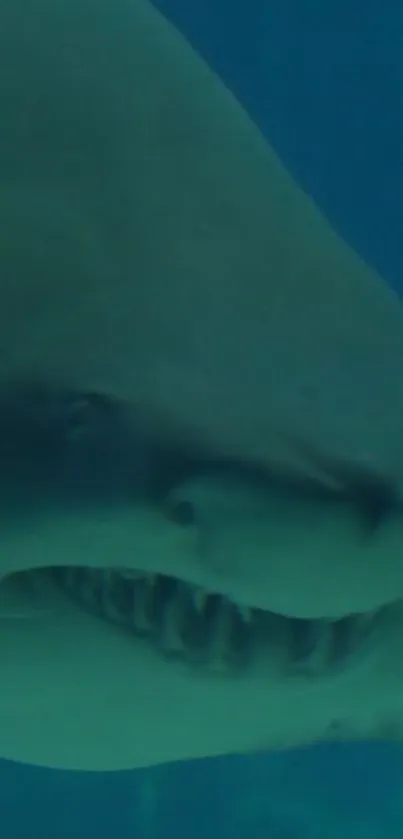 Close-up view of a shark underwater swimming in an ocean setting.