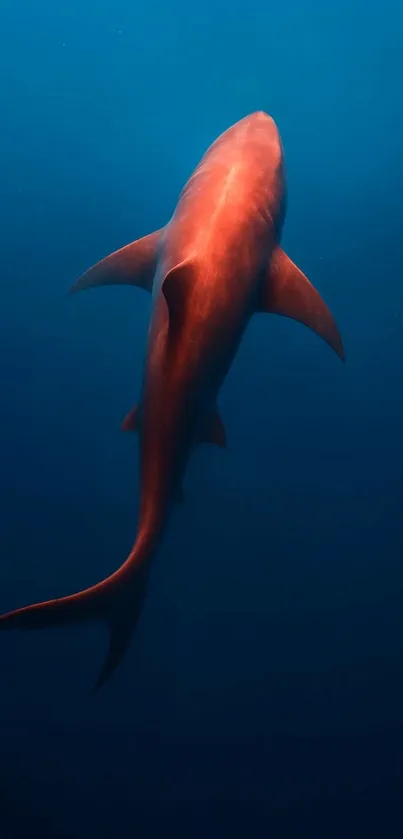 A majestic shark swimming in the deep blue ocean water.