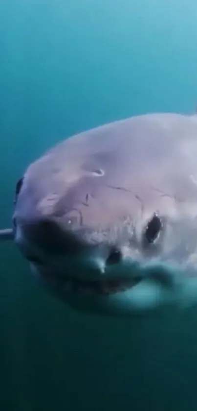 Close-up of a shark in blue-green water mobile wallpaper.