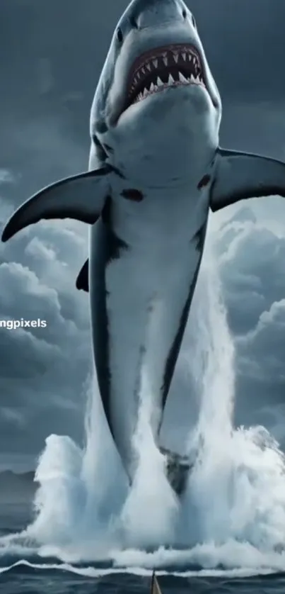 Leaping great white shark from ocean.