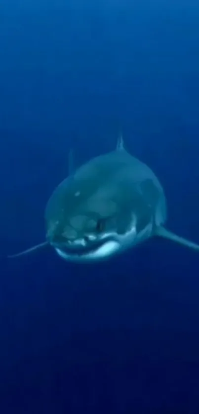 Shark swimming in deep blue ocean with serene underwater background.