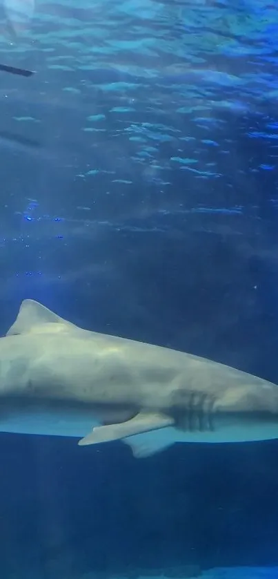 Majestic shark swimming in the ocean against a deep blue background.