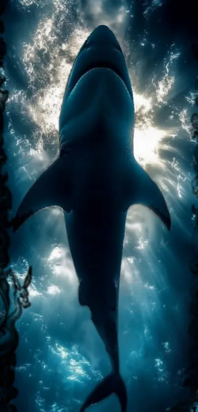 Silhouette of a shark swimming against a bright ocean background.