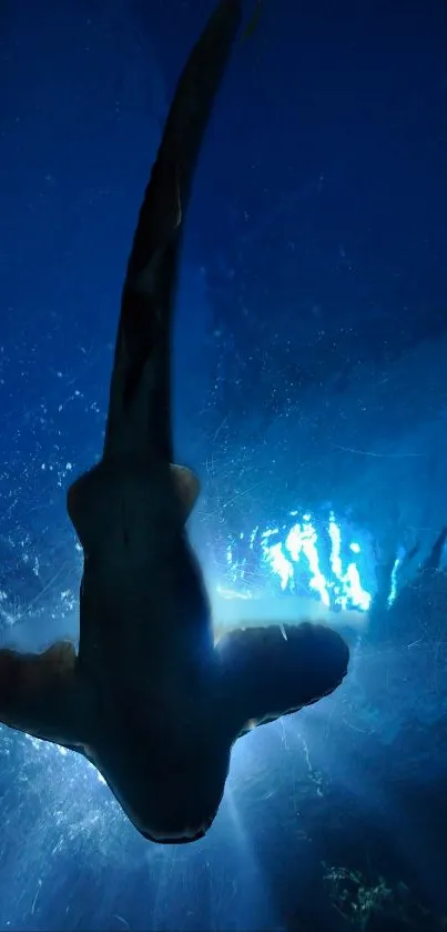 Silhouette of a majestic shark swimming underwater in a deep blue ocean.